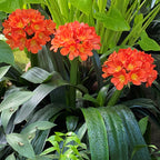 Fire Lily (Clivia miniata)
