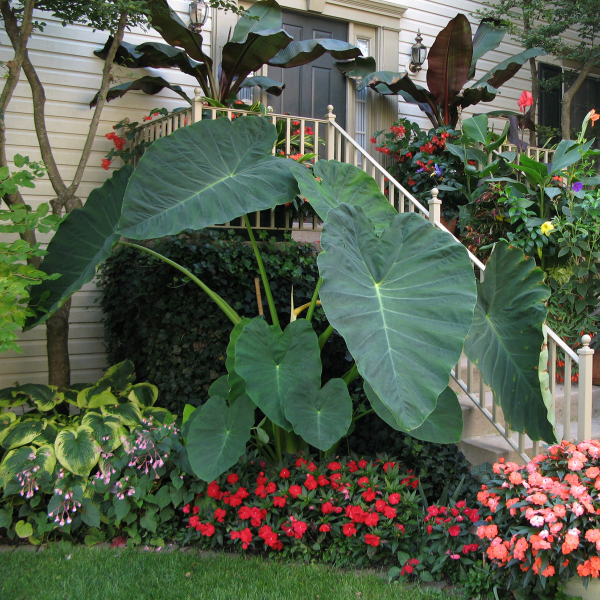 Elephant Ear 'Jack's Giant' (Colocasia hybrid)