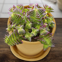 Crassula