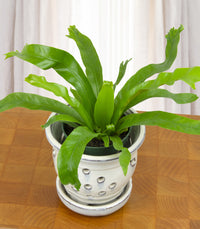 Ferns
