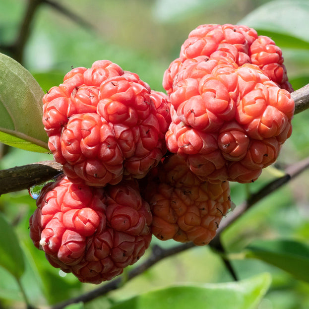 Mandarin Melon Berry Tree