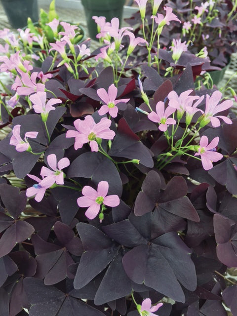Oxalis 'Ebony' Allure™ (Oxalis triangularis hybrid)