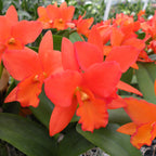 Blc. Orchid Dan O'Neil 'Jubilee' HCC/AOS (Brassavola x Laelia x Cattleya hybrid)