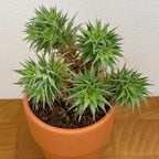 Argentine Ball (Deuterocohnia brevifolia)