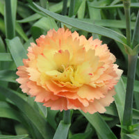 Dianthus