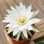 Domino Cactus (Echinopsis subdenudata)