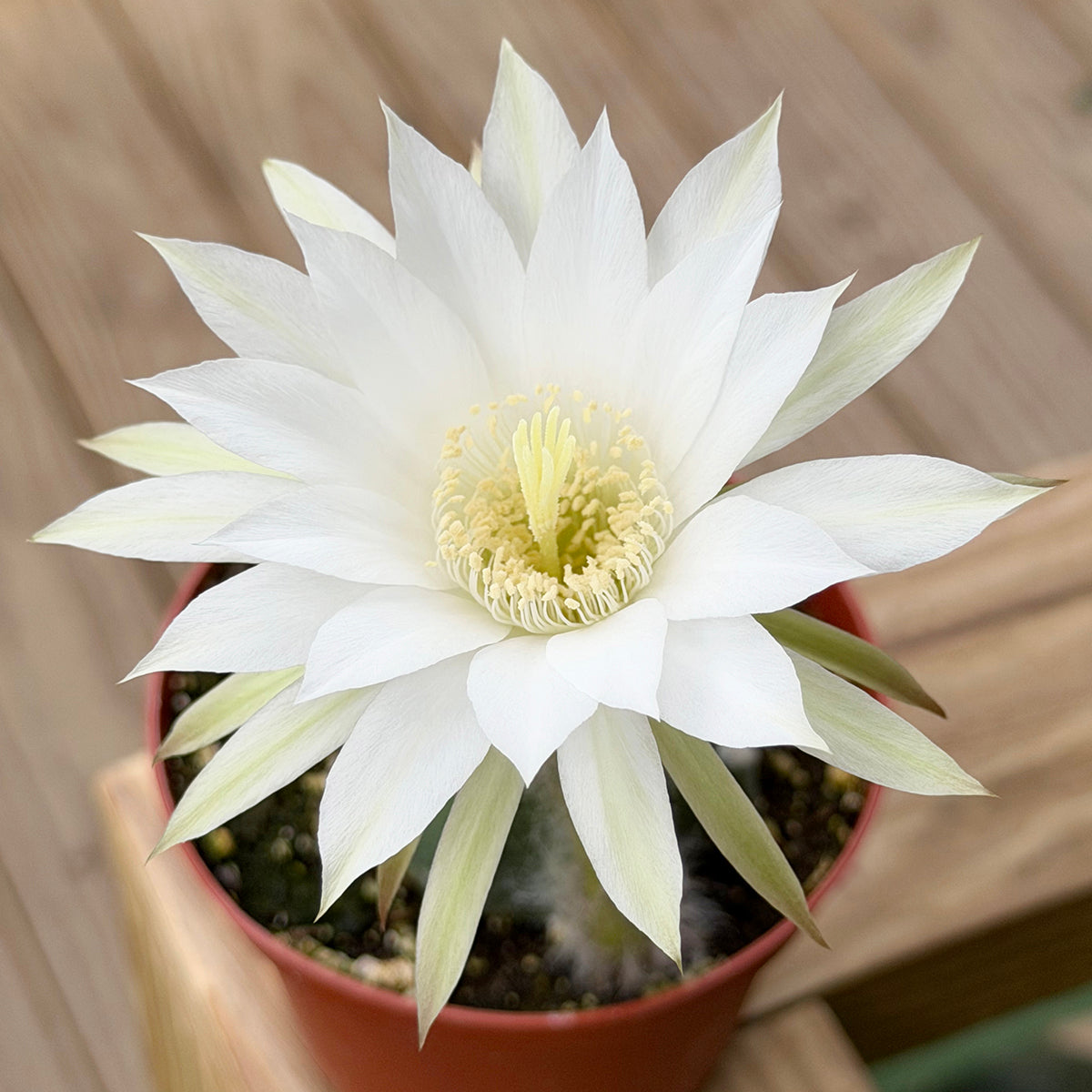 Domino Cactus (Echinopsis subdenudata)