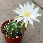 Domino Cactus (Echinopsis subdenudata)