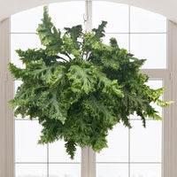 Ferns