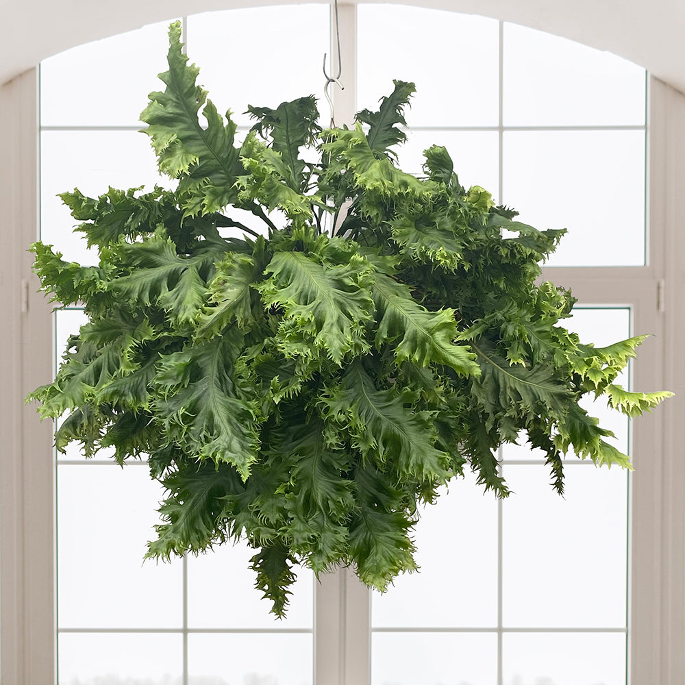 Fern Microsorum 'Dragon's Wing' (Microsorum punctatum)