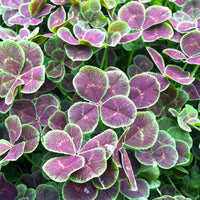 Clover