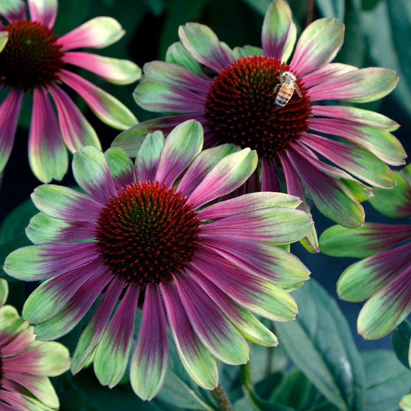 Echinacea ‘Sweet Sandia’ PP (Echinacea hybrid)