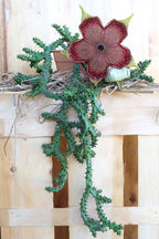 Persian Carpet Flower (Edithcolea grandis)