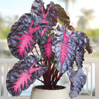 elephant_ear_redemption_sm (tropical-plants)