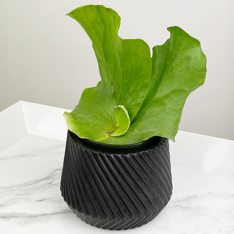 Elephant Ear Staghorn Fern