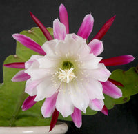 Epiphyllum