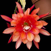 Orchid Cactus