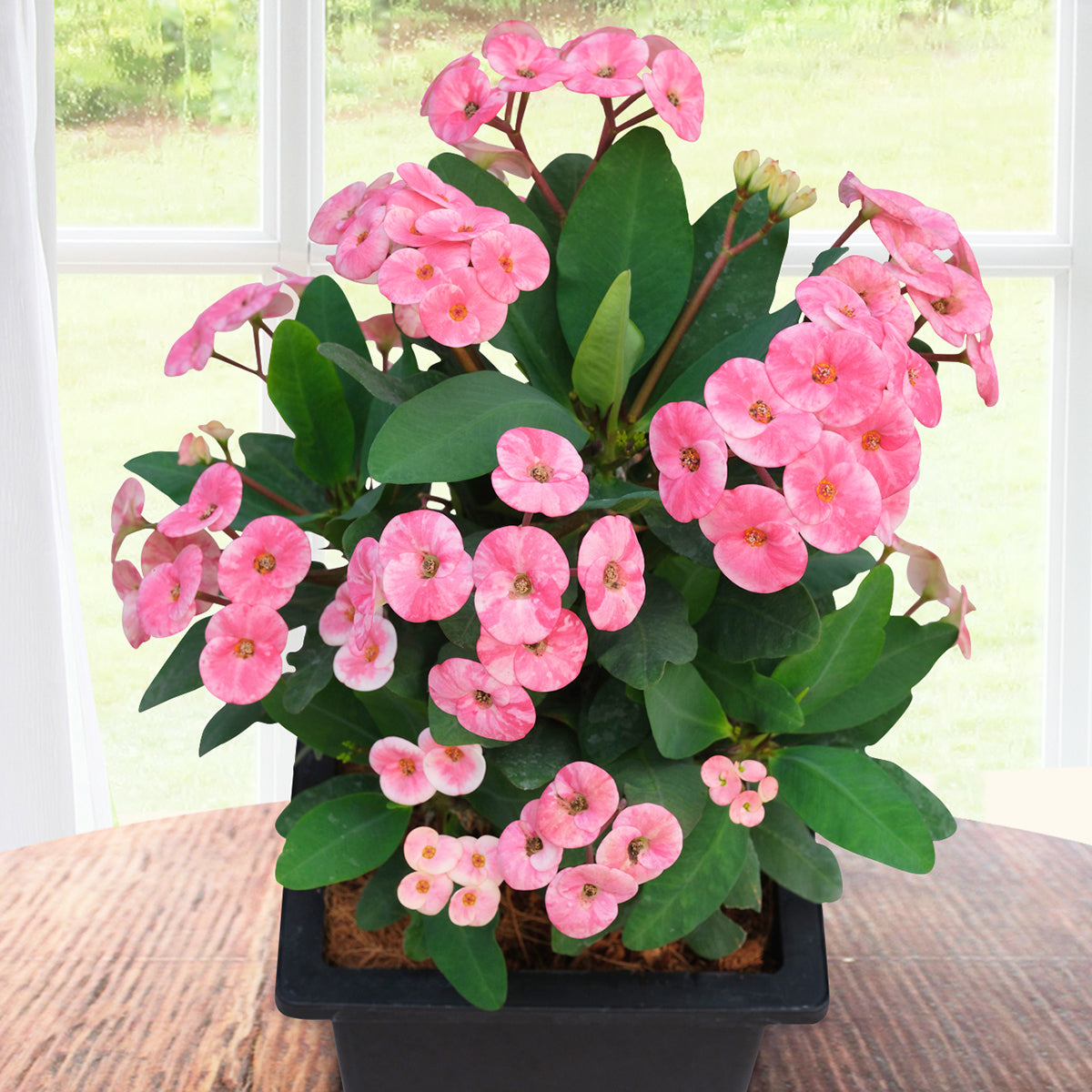 Crown of Thorns ‘Blushing Elegance’ (Euphorbia milii hybrid)