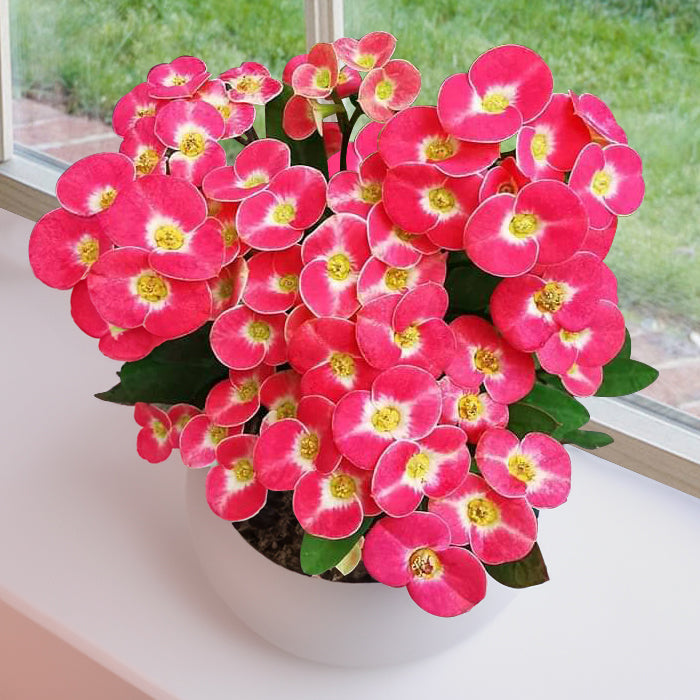 Crown of Thorns ‘Dwarf Pixie Party’ (Euphorbia hybrid)