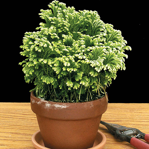 Club Moss ‘Frosty’ (Selaginella species)