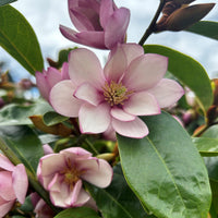 fairy_magnolia_blush_sm (rare-plants)