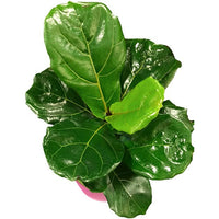 Ficus