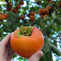 Persimmon