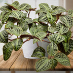 Seersucker Plant (Geogenanthus poeppigii)