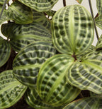 Seersucker Plant (Geogenanthus poeppigii)