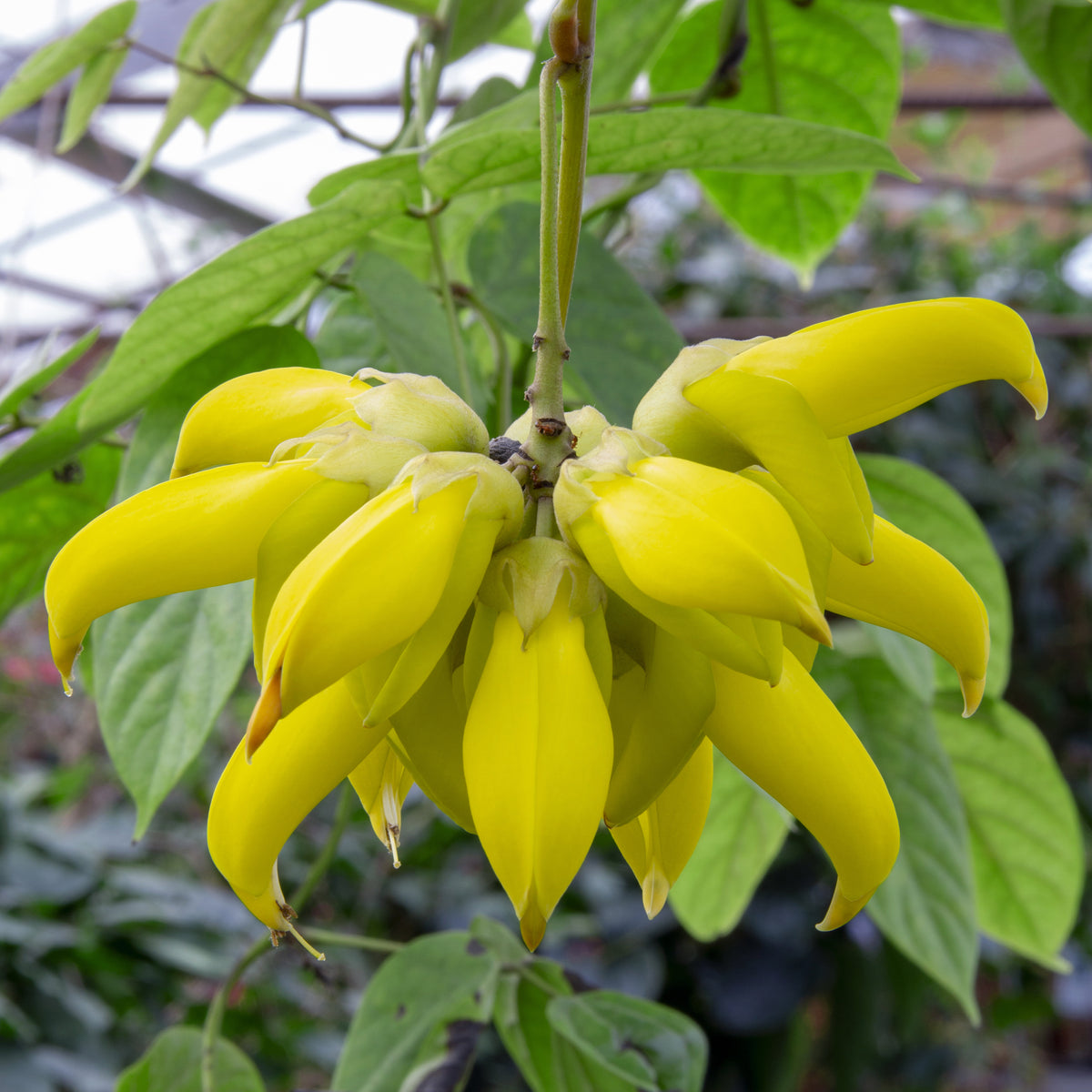 Gold Jade Vine (Mucuna sloanei)