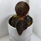 Golden Jewel Orchid