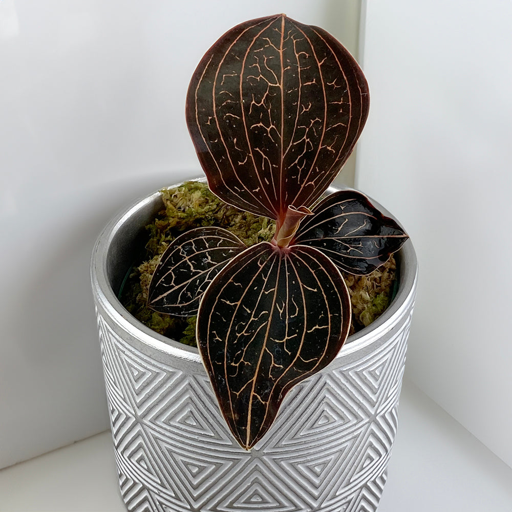 Golden Jewel Orchid