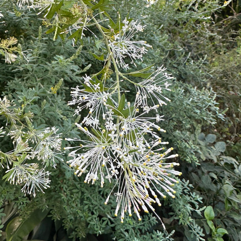 Fragrant Grevillea