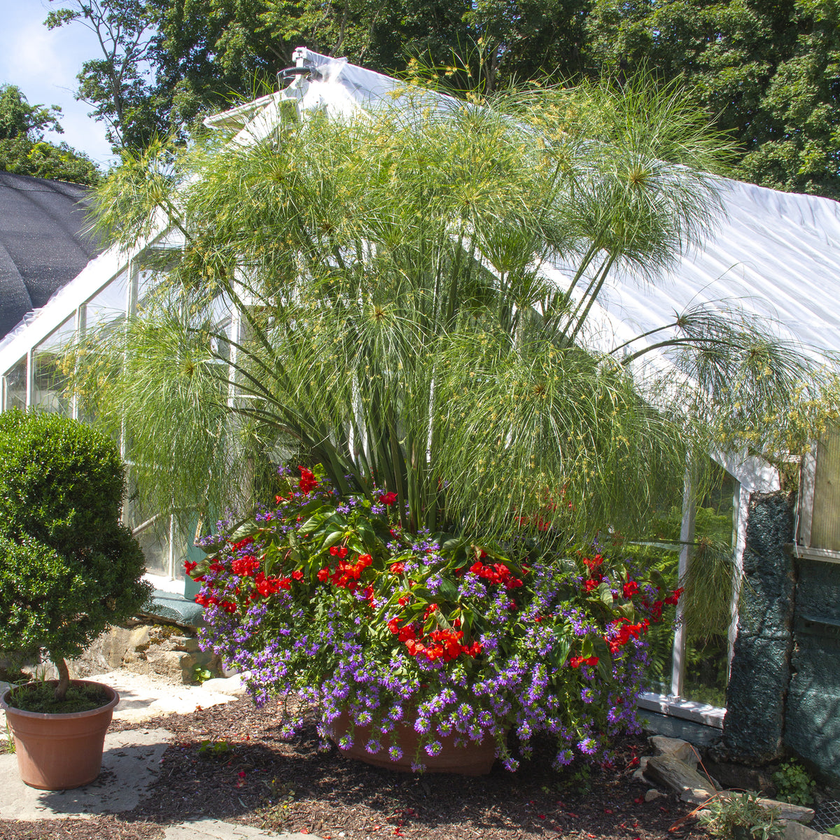 Paper Plant (Cyperus papyrus)
