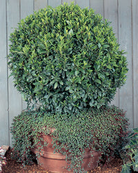 Bay Leaf