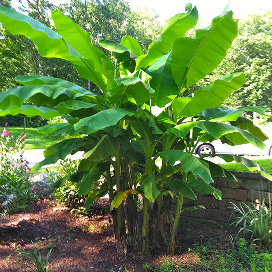 Hardy Banana Plant (Musa basjoo)