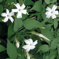 Jasmine