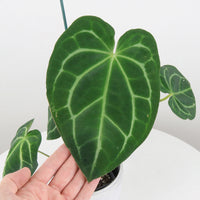 Anthurium