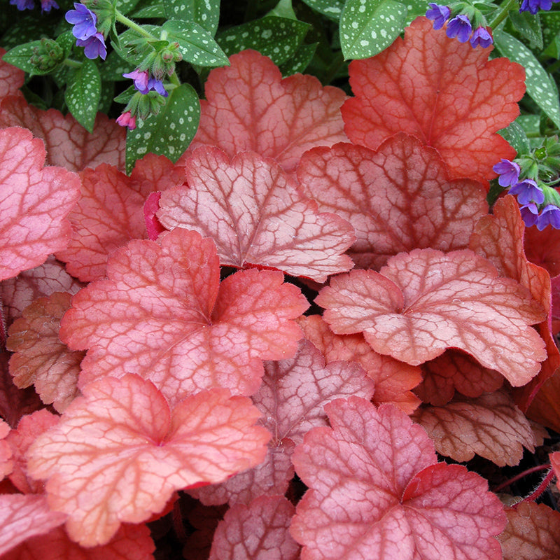 Heuchera ‘Georgia Peach’
PP