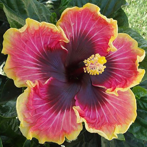Hibiscus ‘Bright Hope’