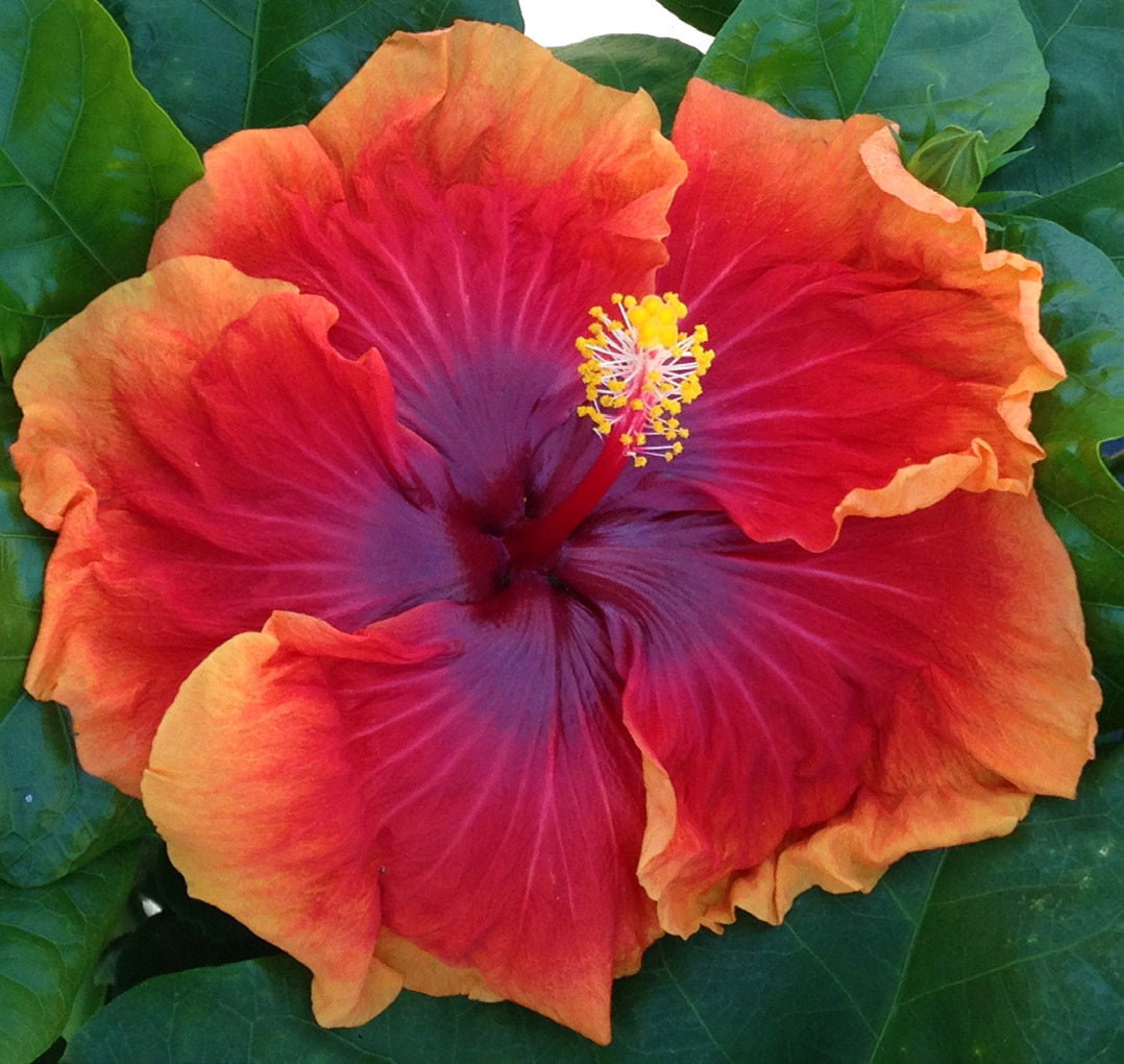 Hibiscus 'Imperial Dragon' (Hibiscus rosa-sinensis hybrid)