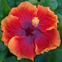 Hibiscus