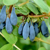 Honeyberries