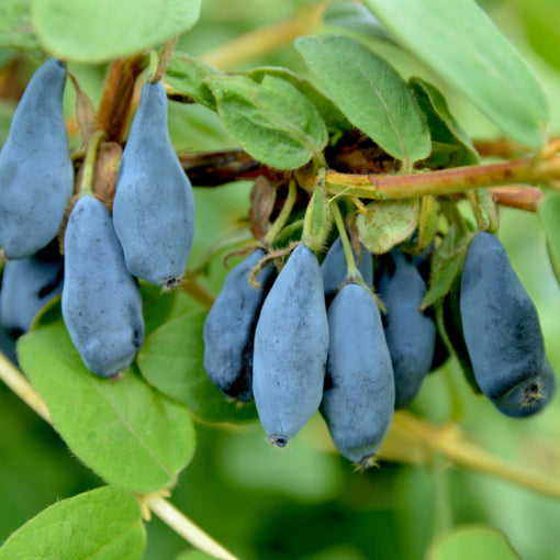 Honeyberry Bush Set ‘Indigo Gem’ & ‘Tundra’ (Lonicera caerulea var. edulis)