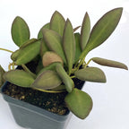 Hoya burtoniae (Hoya sp. aff. burtoniae)