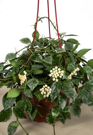 Hoya ‘Silver Splash’ (Hoya krohniana)