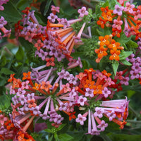 Bouvardia