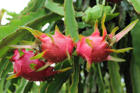 Dragon Fruit