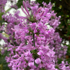 Ribbon Bush (Hypoestes aristata)