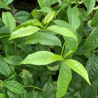 Guayusa Tea